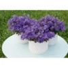 PlantiflorGlockenblume blau Topf 11 cm