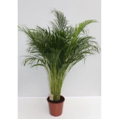 Plantiflor Goldfruchtpalme Topf Durchmesser 24 cm