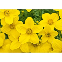 PlantiflorGoldmarie Topf Durchmesser 13 cm