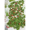 PlantiflorGourmetkräuter Klettererdbeere Topf 12 cm