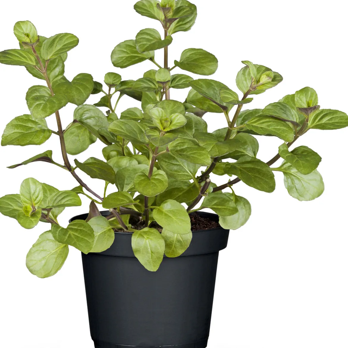 Plantiflor Gourmetkräuter Salatkräuter und Kräuterbutter Topf Durchmesser 13 cm