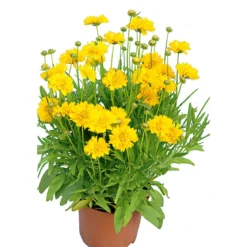 Plantiflor Großblumiges Mädchenauge P19
