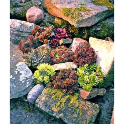 PlantiflorHauswurz Topf-Ø 9 cm 6er-Pack
