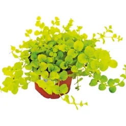 PlantiflorHerbstzauber verschiedene Sorten Topf Durchmesser 11 cm