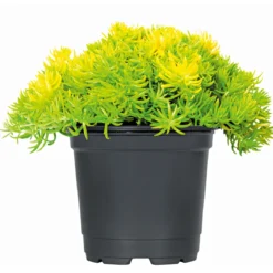PlantiflorHerbstzauber verschiedene Sorten Topf Durchmesser 11 cm