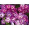 Plantiflor Hohe Flammenblume Topf- Durchmesser 19 cm