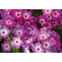 Plantiflor Hohe Flammenblume Topf- Durchmesser 19 cm