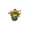 PlantiflorHornveilchen Topf Durchmesser 9 cm