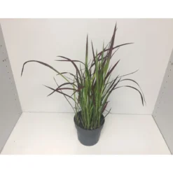 PlantiflorJapanisches Blutgras Red Baron P14