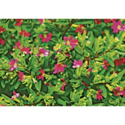 PlantiflorJapanische Scheinmyrthe Flori Glory Topf 11 cm