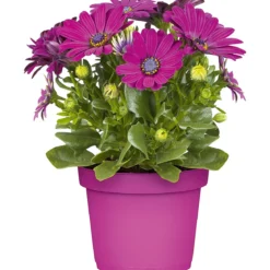 PlantiflorKapkörbchen verschiedene Farben im Topf Durchmesser 10,5 cm