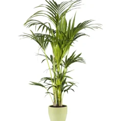Plantiflor Kentia Palme 110 cm Topf 21 cm