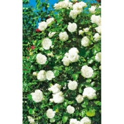 PlantiflorKletterrose weiß Topf 23 cm