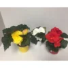 PlantiflorKnollenbegonie verschiedene Farben T12