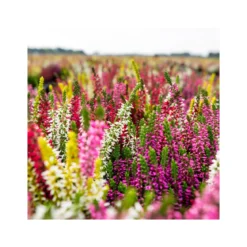 PlantiflorKnospenheide Beauty Ladies Trio