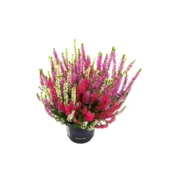 PlantiflorKnospenheide Beauty Ladies Trio