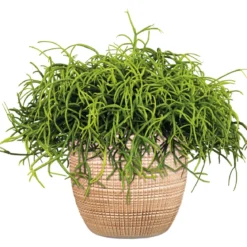 PlantiflorKorallenkaktus 15-20 cm T12
