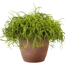 PlantiflorKorallenkaktus 15-20 cm T12