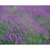 PlantiflorLavendel Munstead Topf- Durchmesser 13 cm