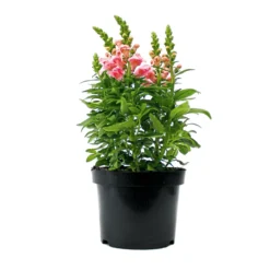 PlantiflorLöwenmäulchen Topf Durchmesser 13 cm