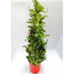 Plantiflor Mandevilla Pyramide Topf Durchmesser 17 cm
