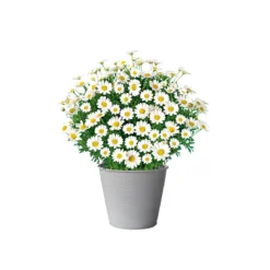 PlantiflorMargeritenbusch weiß im Topf Durchmesser 18 cm