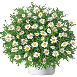PlantiflorMargeritenbusch weiß im Topf Durchmesser 18 cm