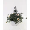 PlantiflorMarokko Margerite African Serie Topf Durchmesser 17 cm