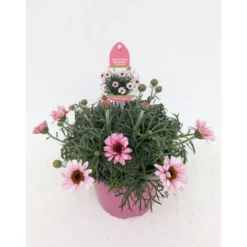 PlantiflorMarokko Margerite African Serie Topf Durchmesser 17 cm