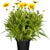 PlantiflorMädchenauge Topf Durchmesser 13 cm