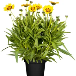 PlantiflorMädchenauge Topf Durchmesser 13 cm