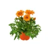 PlantiflorMittagsgold Topf Durchmesser 13 cm