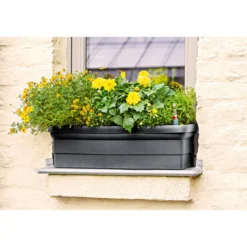 PlantiflorMittagsgold Topf Durchmesser 13 cm