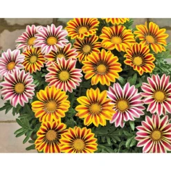 PlantiflorMittagsgold Topf Durchmesser 13 cm