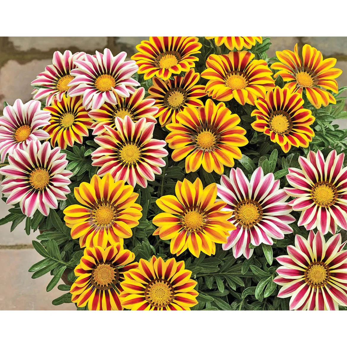 PlantiflorMittagsgold Topf Durchmesser 13 cm