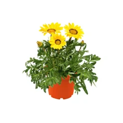 PlantiflorMittagsgold Topf Durchmesser 13 cm
