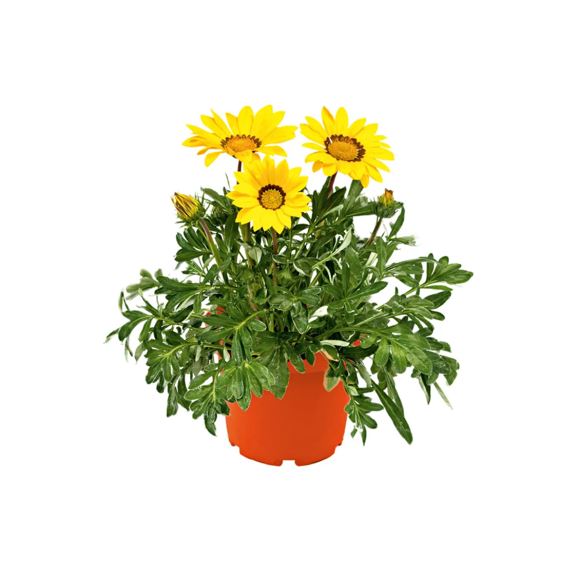PlantiflorMittagsgold Topf Durchmesser 13 cm