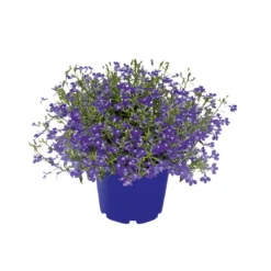 PlantiflorMännertreu Topf Durchmesser 10,5 cm