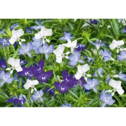 PlantiflorMännertreu Topf Durchmesser 10,5 cm
