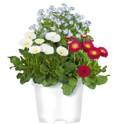 PlantiflorMyoBell Topf Durchmesser 14 cm