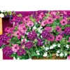 PlantiflorPetunie großblumig ton in ton T13