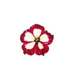 Plantiflor Petunie Sky Family Topf Durchmesser 12 cm