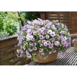 Plantiflor Petunie Sky Family Topf Durchmesser 12 cm