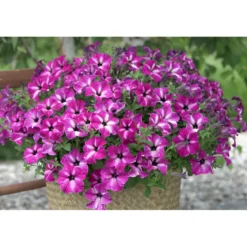 Plantiflor Petunie Sky Family Topf Durchmesser 12 cm