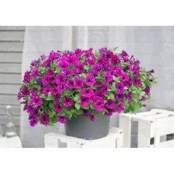 Plantiflor Petunie Sky Family Topf Durchmesser 12 cm