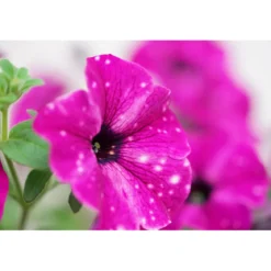Plantiflor Petunie Sky Family Topf Durchmesser 12 cm