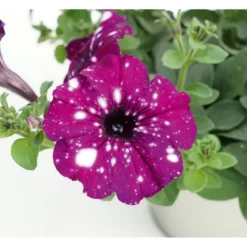 Plantiflor Petunie Sky Family Topf Durchmesser 12 cm