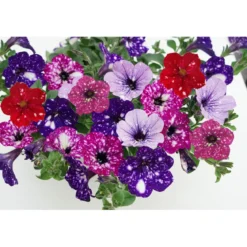 Plantiflor Petunie Sky Family Topf Durchmesser 12 cm