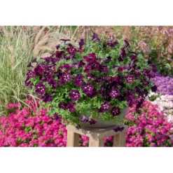 Plantiflor Petunie Sky Family Topf Durchmesser 12 cm