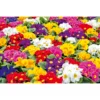 PlantiflorPrimel, 10er Pack